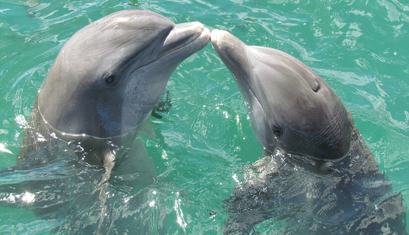 Программы и обитатели дельфинария «Морская звезда» 